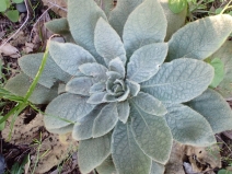Verbascum thapsus