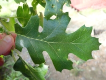 Quercus kelloggii