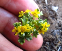 Eriophyllum multicaule