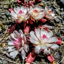 Lewisia rediviva