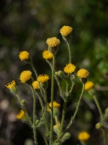 Arnica discoidea