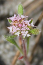 Chorizanthe pungens var. hartwegiana