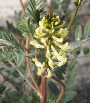 Astragalus asymmetricus