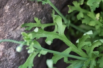 Papaver californicum