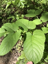 Aralia californica