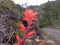 Castilleja subinclusa ssp. franciscana