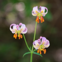 Lilium kelloggii