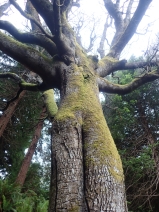 Lithocarpus densiflorus