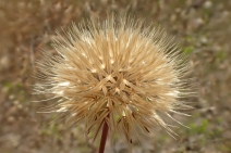 Stebbinsoseris heterocarpa