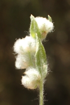 Micropus californicus