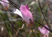 Calochortus simulans