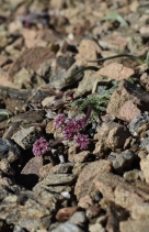 Lomatium ciliolatum