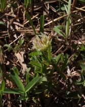 Trifolium longipes ssp. hansenii