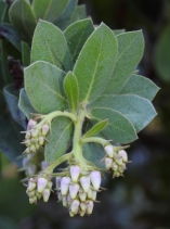 Arctostaphylos regismontana