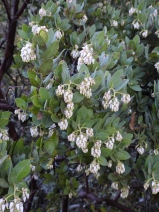 Arctostaphylos regismontana