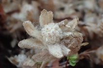 Psilocarphus brevissimus var. brevissimus