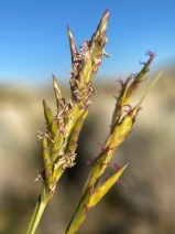 Distichlis spicata