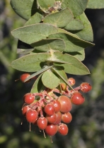 Arctostaphylos refugioensis