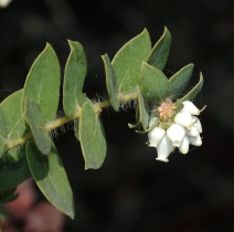 Arctostaphylos purissima