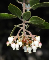 Arctostaphylos rudis