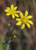 Monolopia stricta