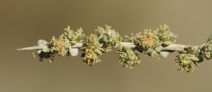 Atriplex spinifera