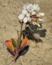 Eremothera boothii ssp. decorticans