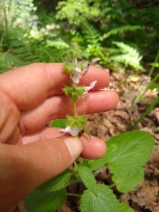 Lamium purpureum
