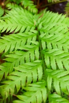 Woodwardia fimbriata