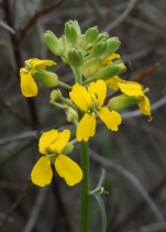Erysimum suffrutescens
