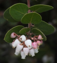 Arctostaphylos morroensis