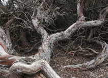 Arctostaphylos morroensis