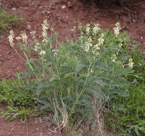 Astragalus curtipes