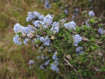Ceanothus impressus