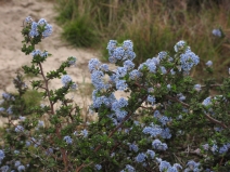Ceanothus impressus