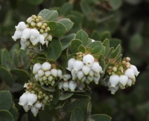 Arctostaphylos purissima