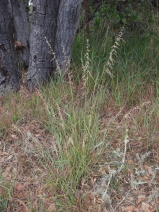 Ehrharta calycina