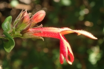 Keckiella cordifolia