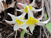 Erythronium helenae