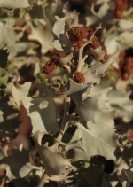 Atriplex hymenelytra