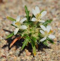 Loeseliastrum schottii