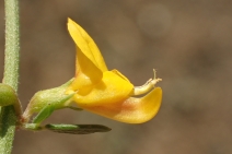 Acmispon glaber var. glabra