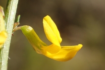 Acmispon glaber var. glaber