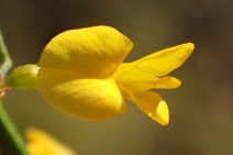 Acmispon glaber var. glaber