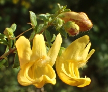 Keckiella antirrhinoides var. antirrhinoides