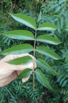Pistacia chinensis
