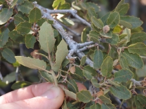 Quercus turbinella