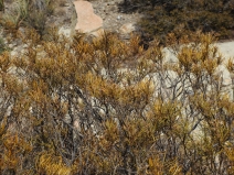 Eriodictyon angustifolium
