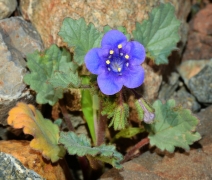Phacelia campanularia