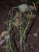 Poa howellii